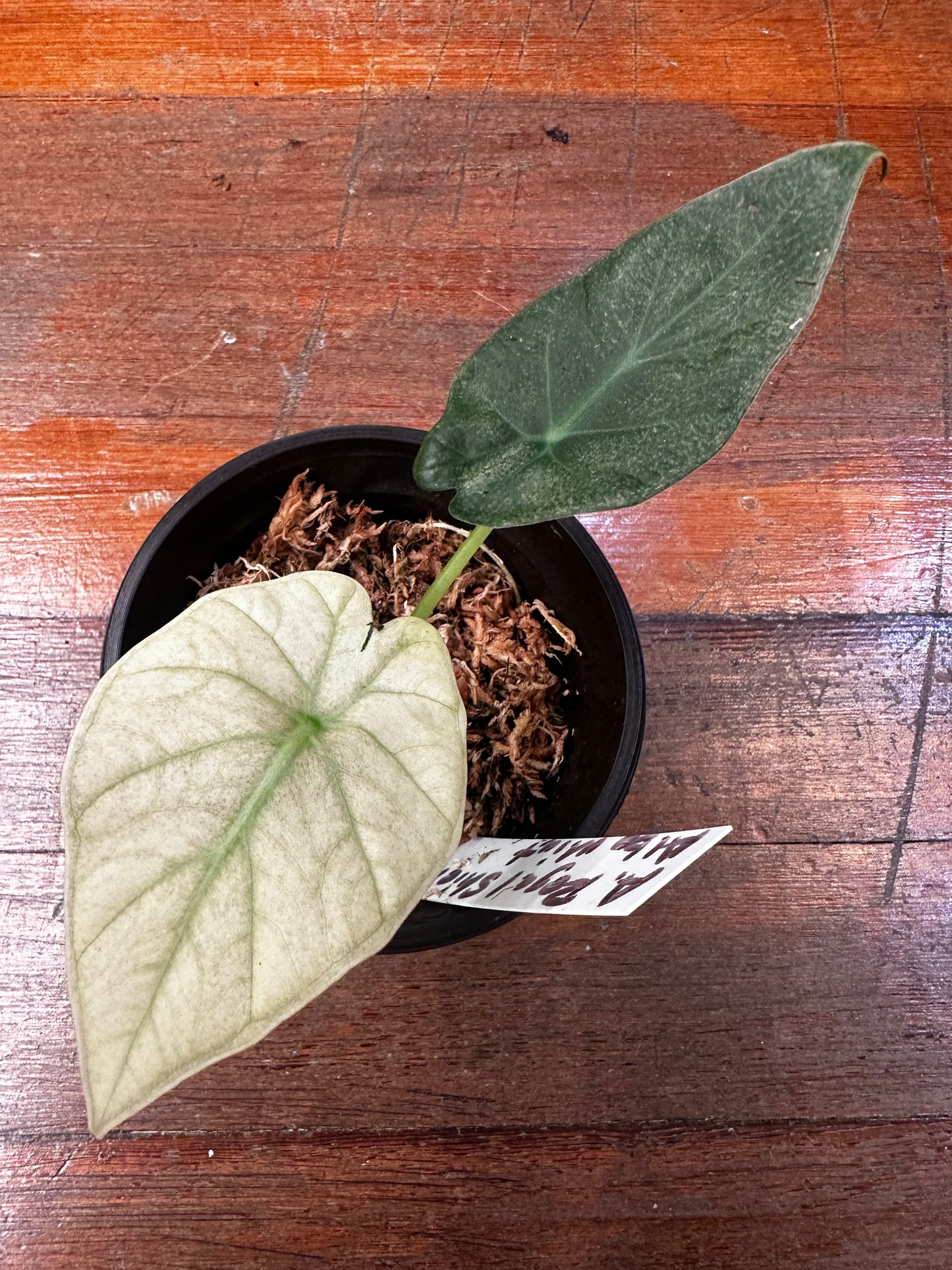Alocasia Regal Shield Albo Mint