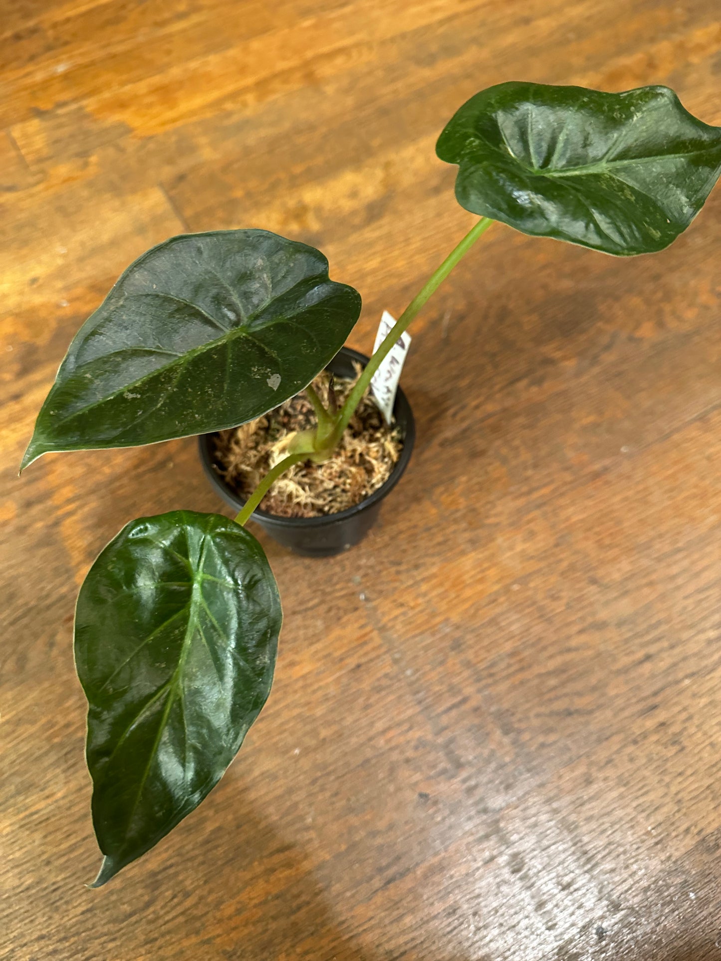 Alocasia Wentii Pink Splash