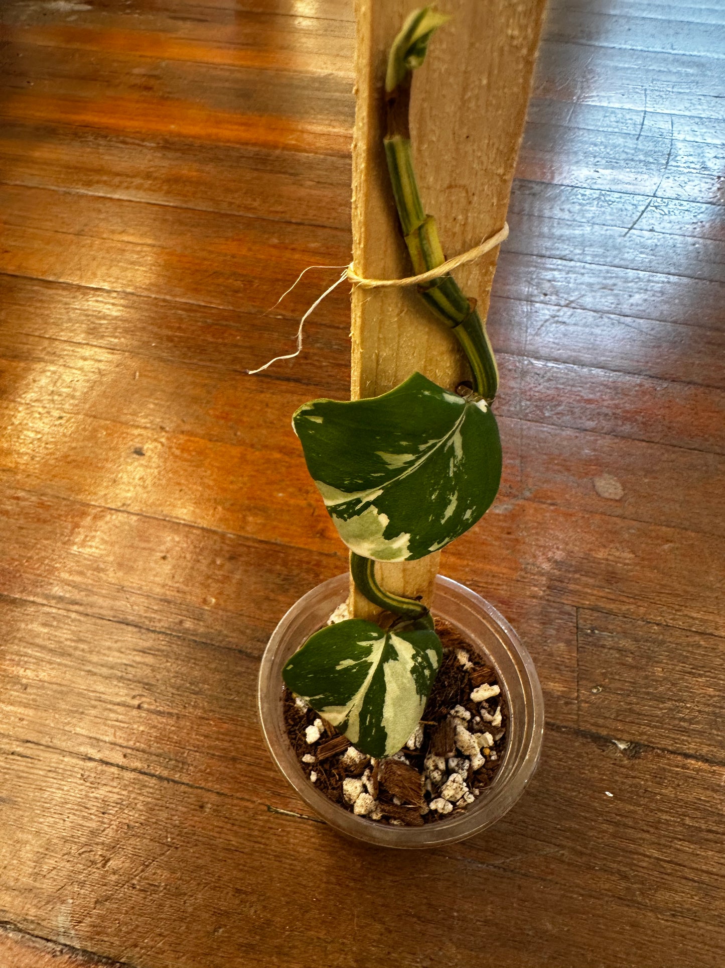 Rhaphidophora Hayi Albo Variegated