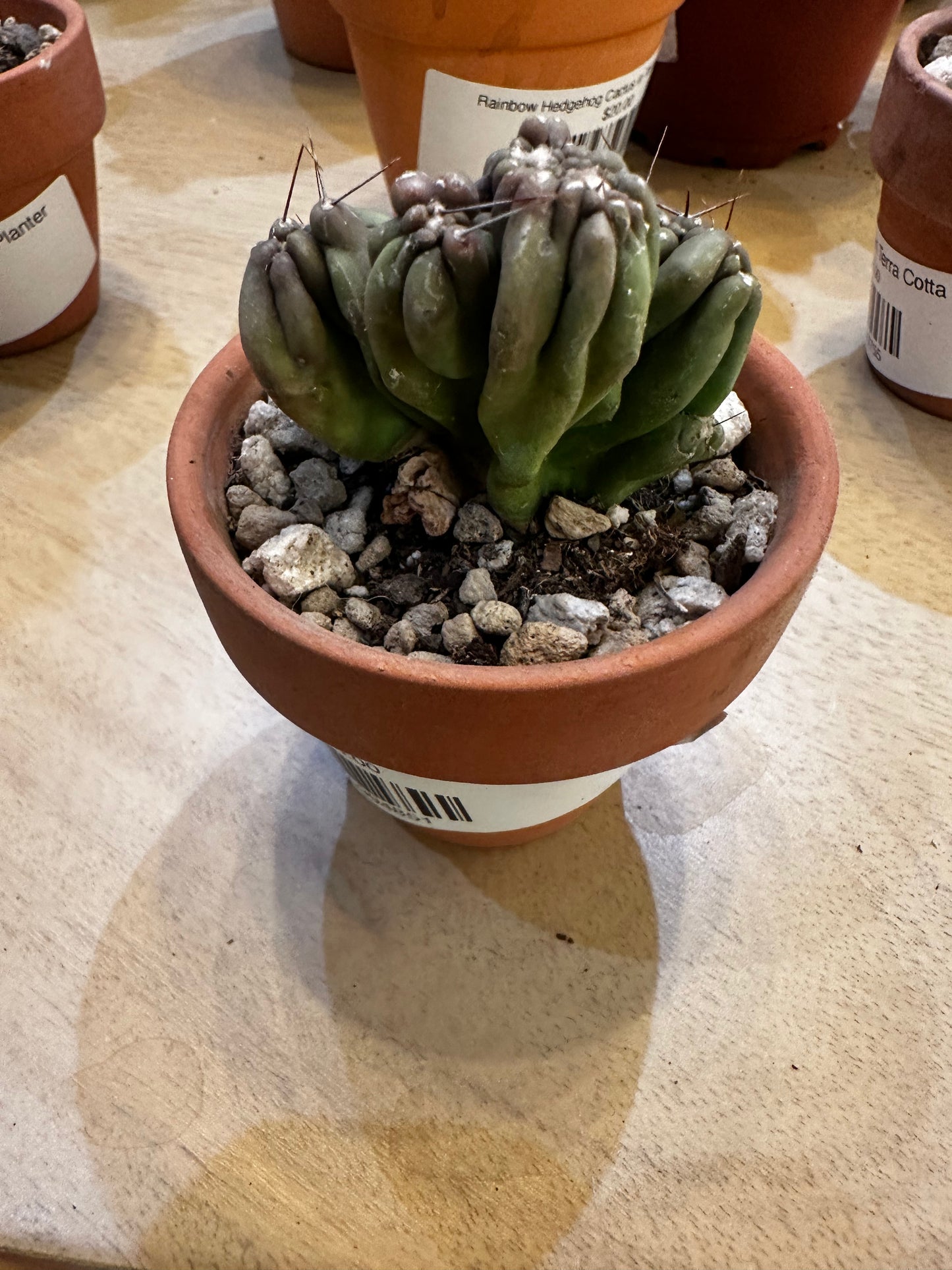 Ming Thing Cactus in Terra Cotta Planter