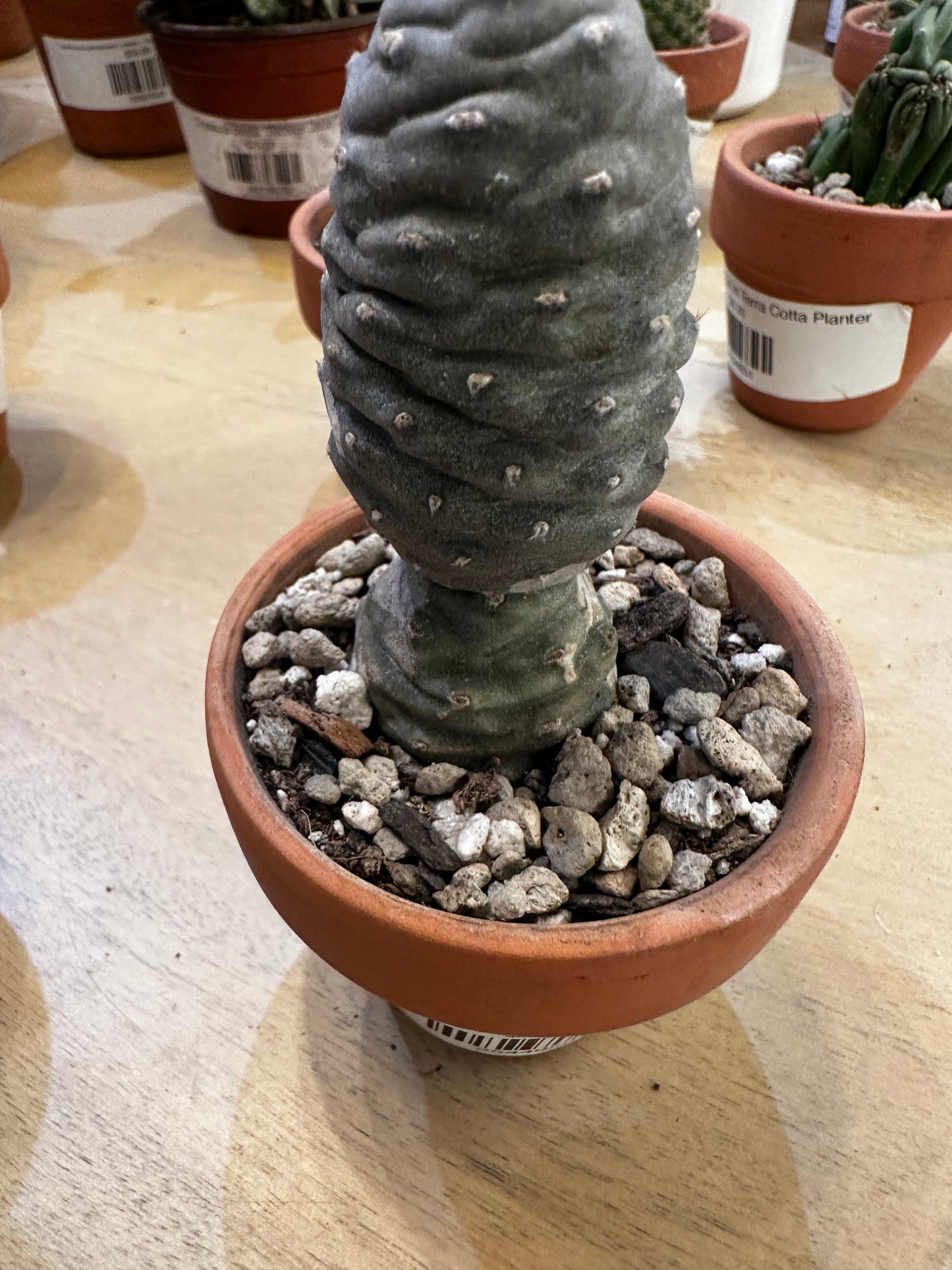 Pine Cone Cactus in Terra Cotta Planter