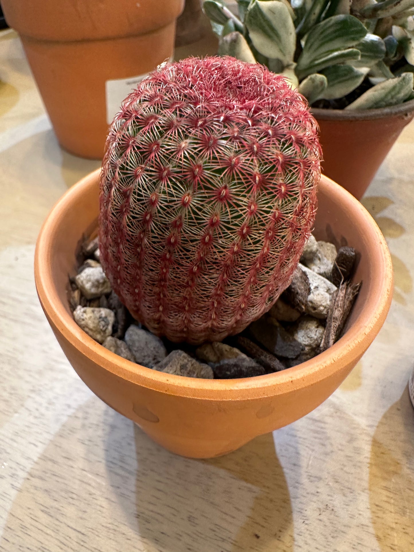 Rainbow Hedgehog Cactus in Terra Cotta Planter