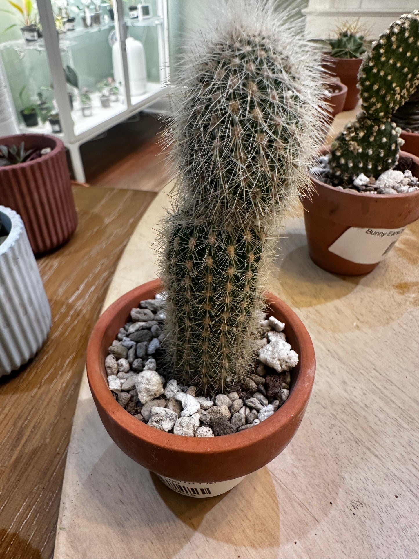 Old Man Cactus in Terra Cotta Planter