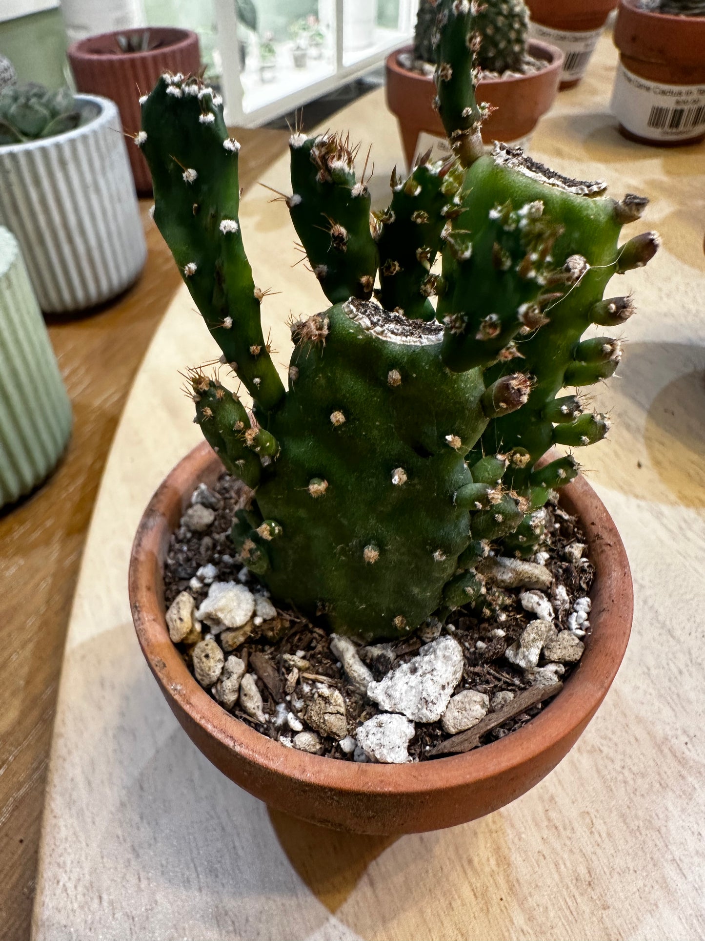 Joseph's Coat Cactus in Terra Cotta Planter