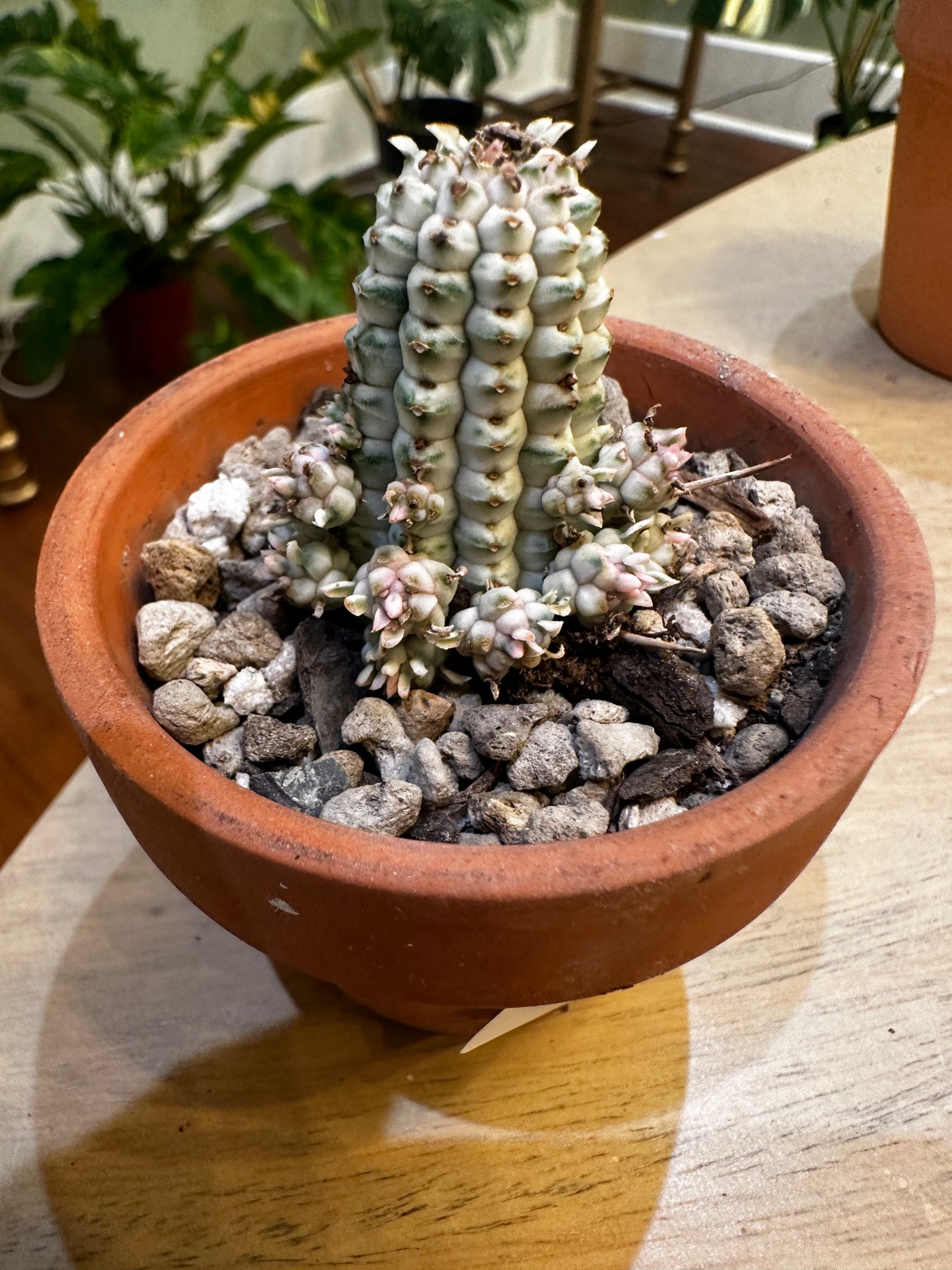 Corn Cob Cactus in Terra Cotta Planter