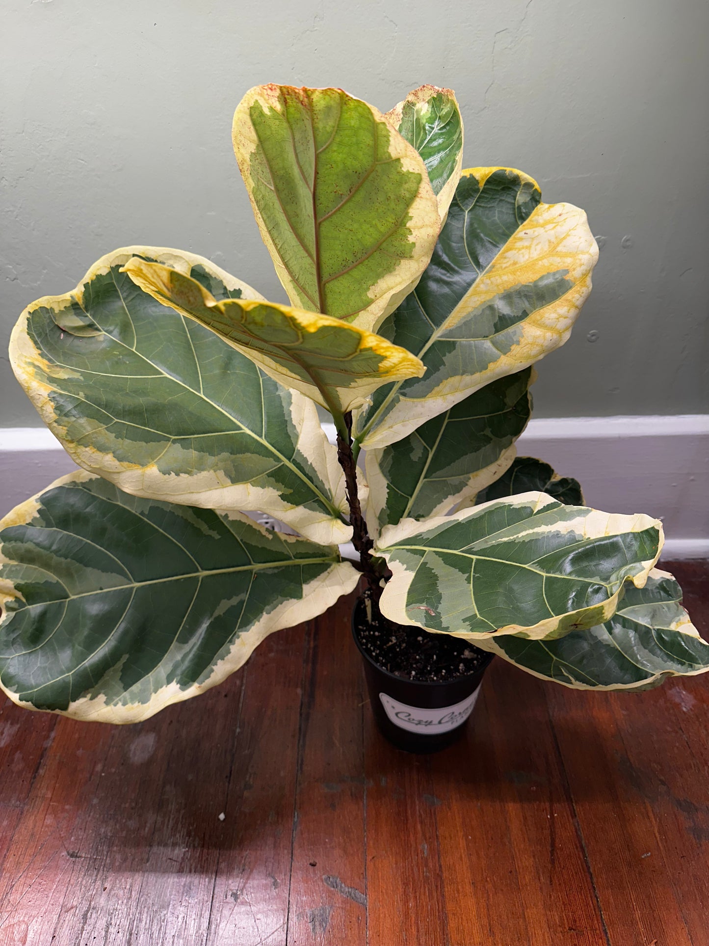 Fiddle Fig Variegated