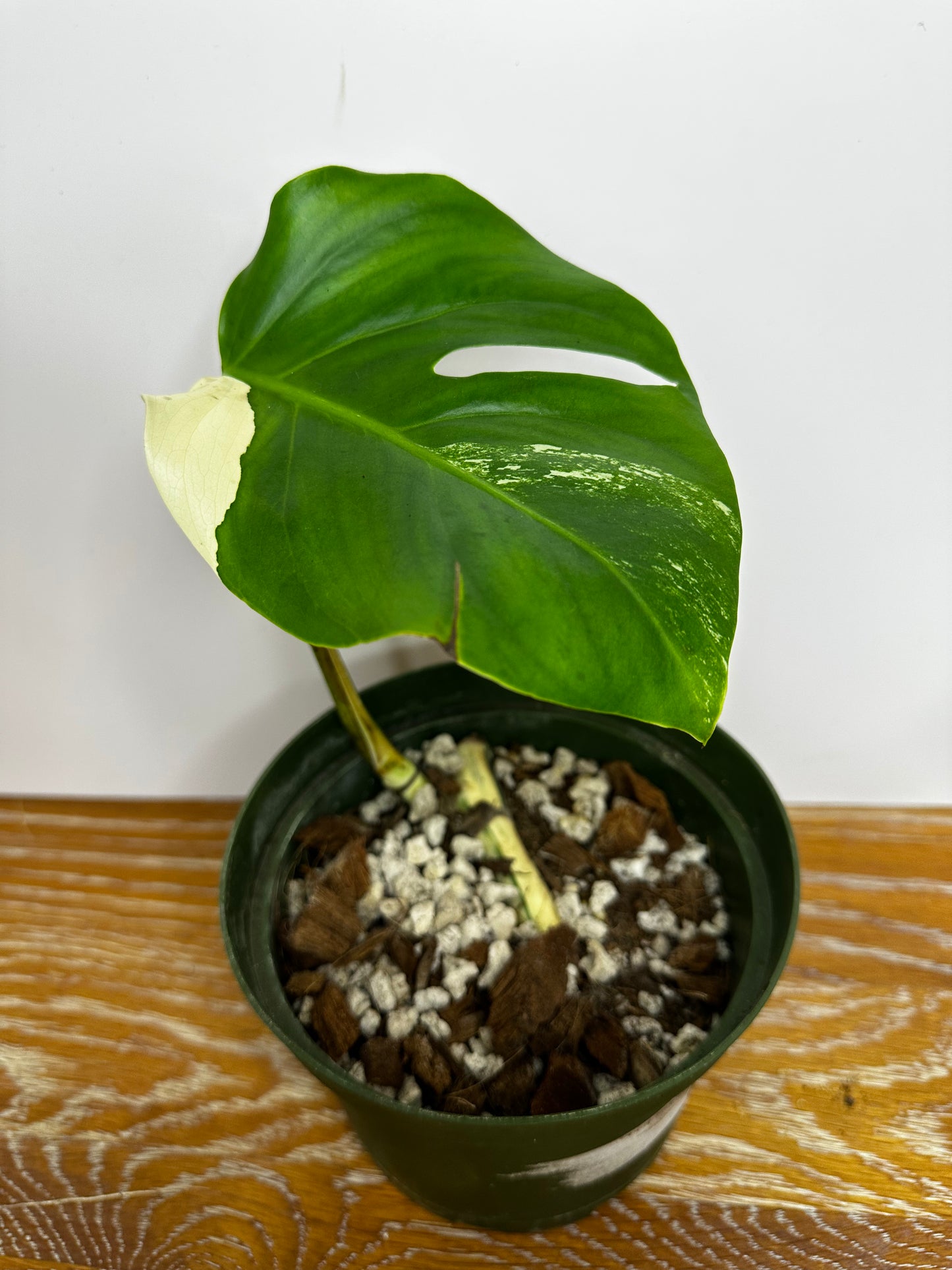 Monstera Borsigiana Albo