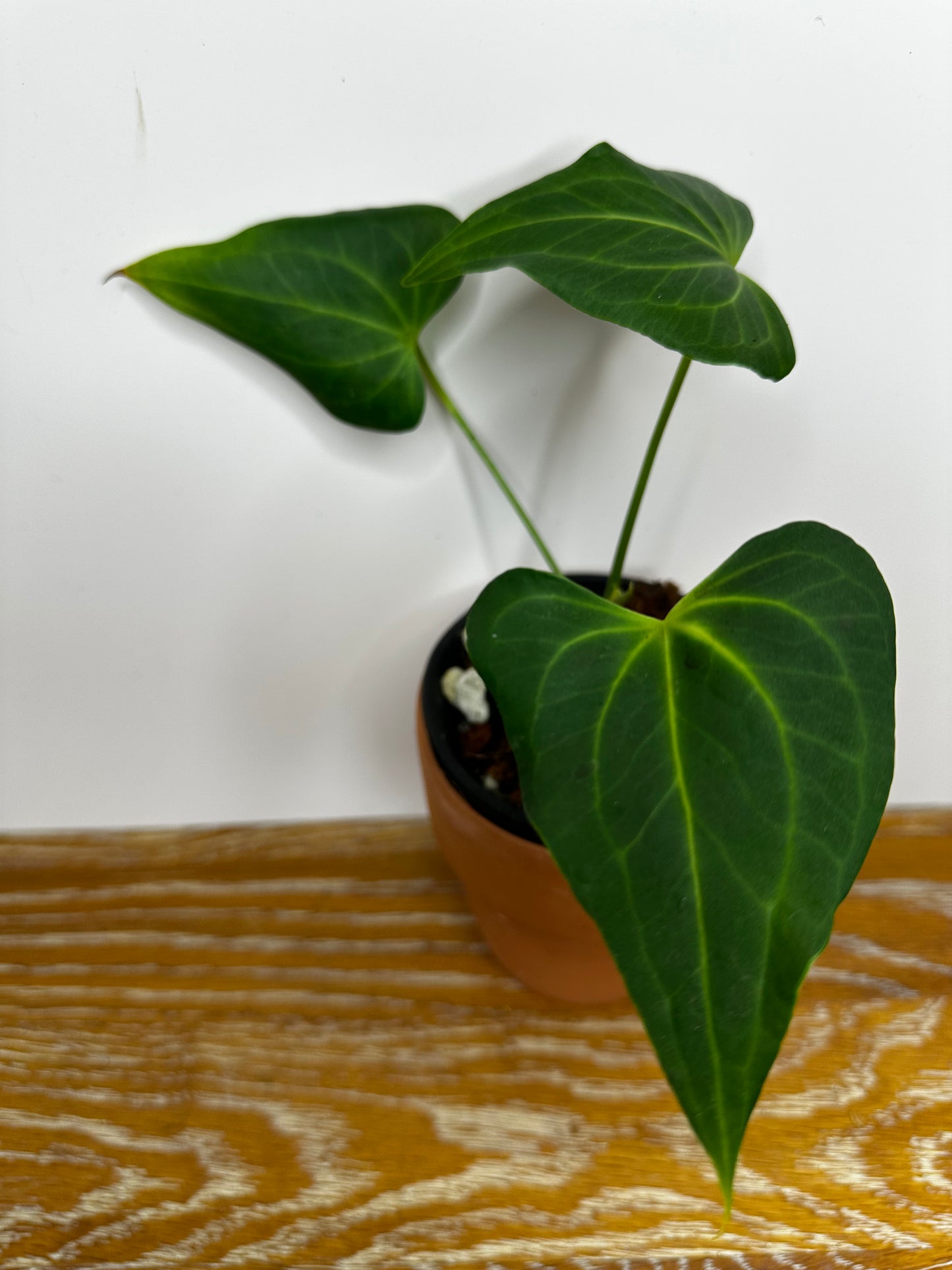 Anthurium Delta Force