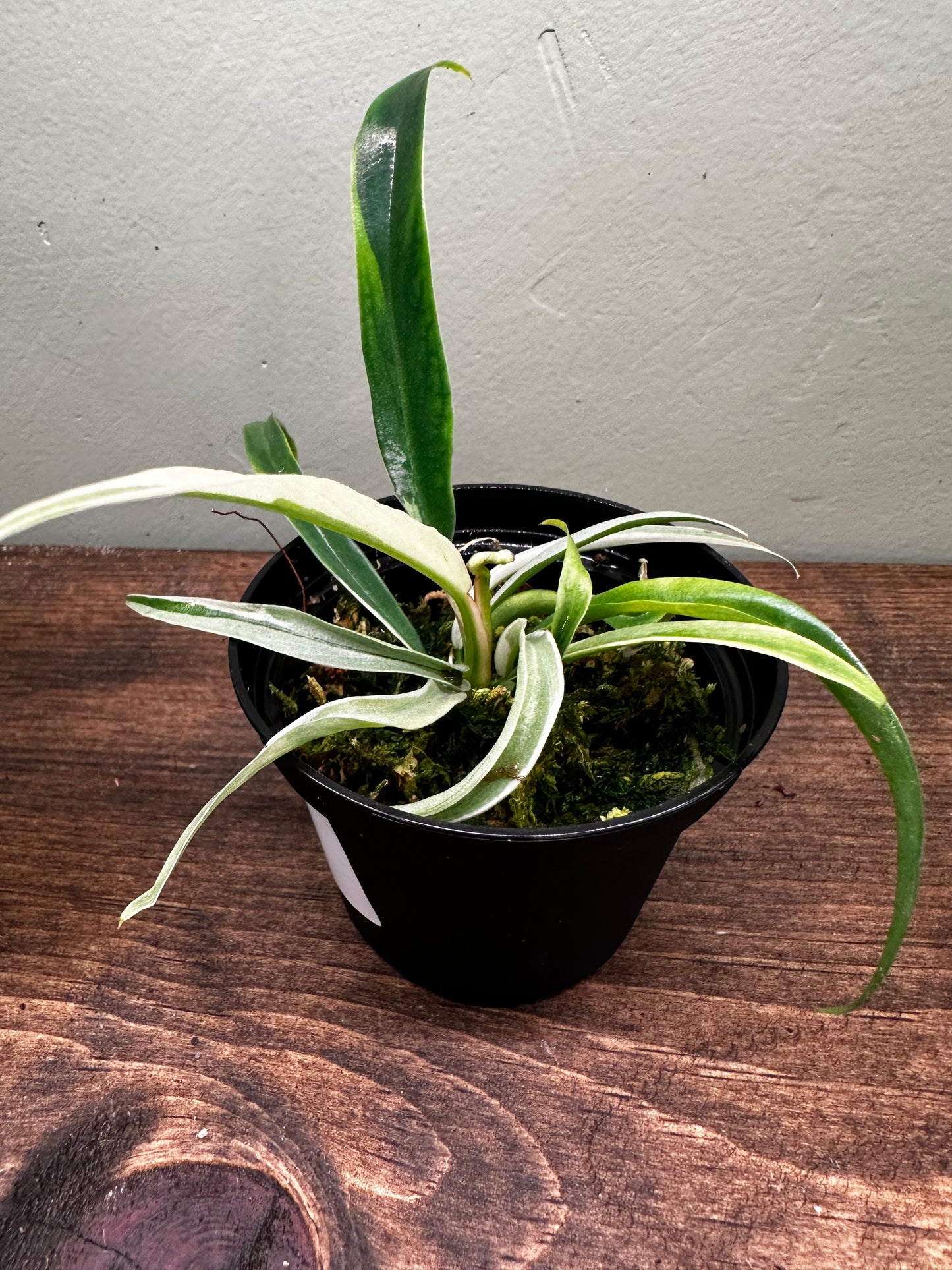 Philodendron Tortem Albo