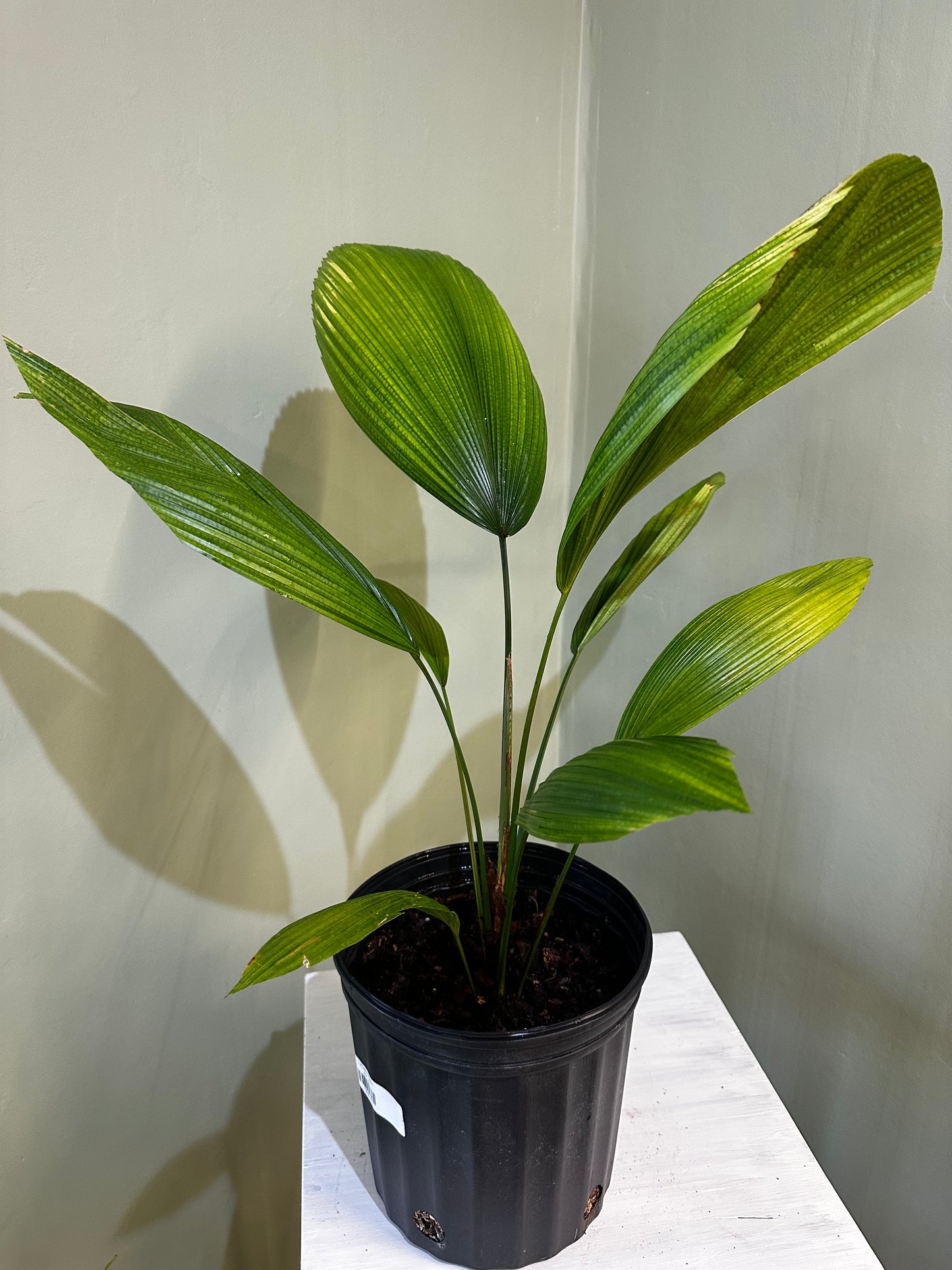 Licuala Palm