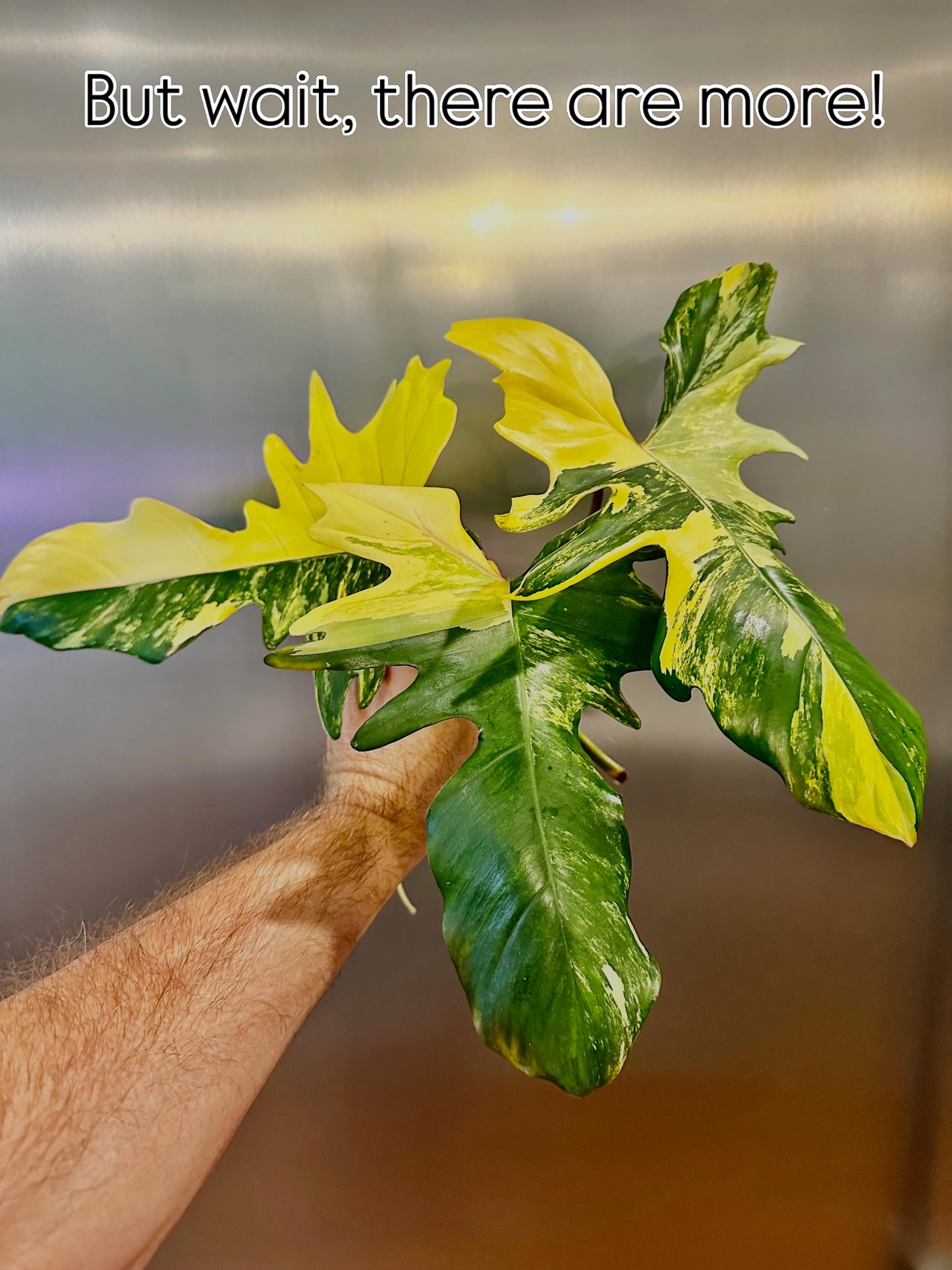 Philodendron Mayoi x FL Beauty Cutting