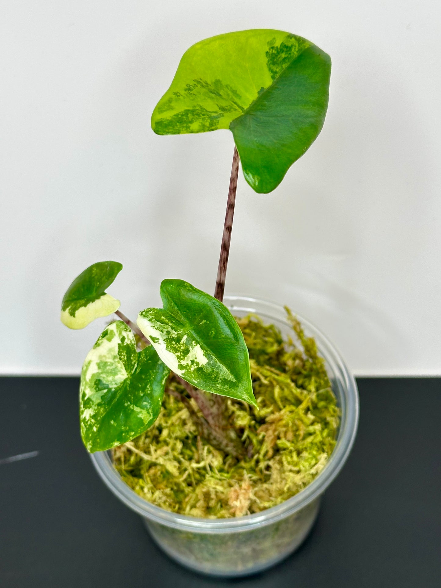 Alocasia Zebrina Aurea