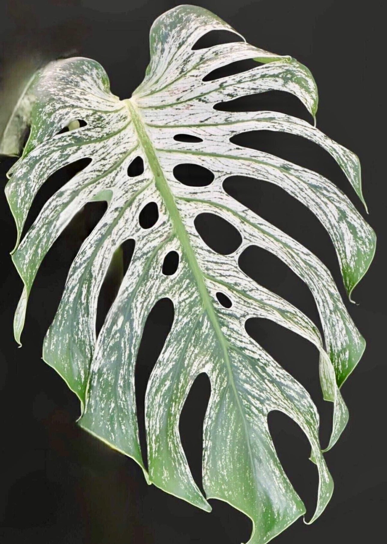 Monstera Devil Monster Grade A Tissue Culture