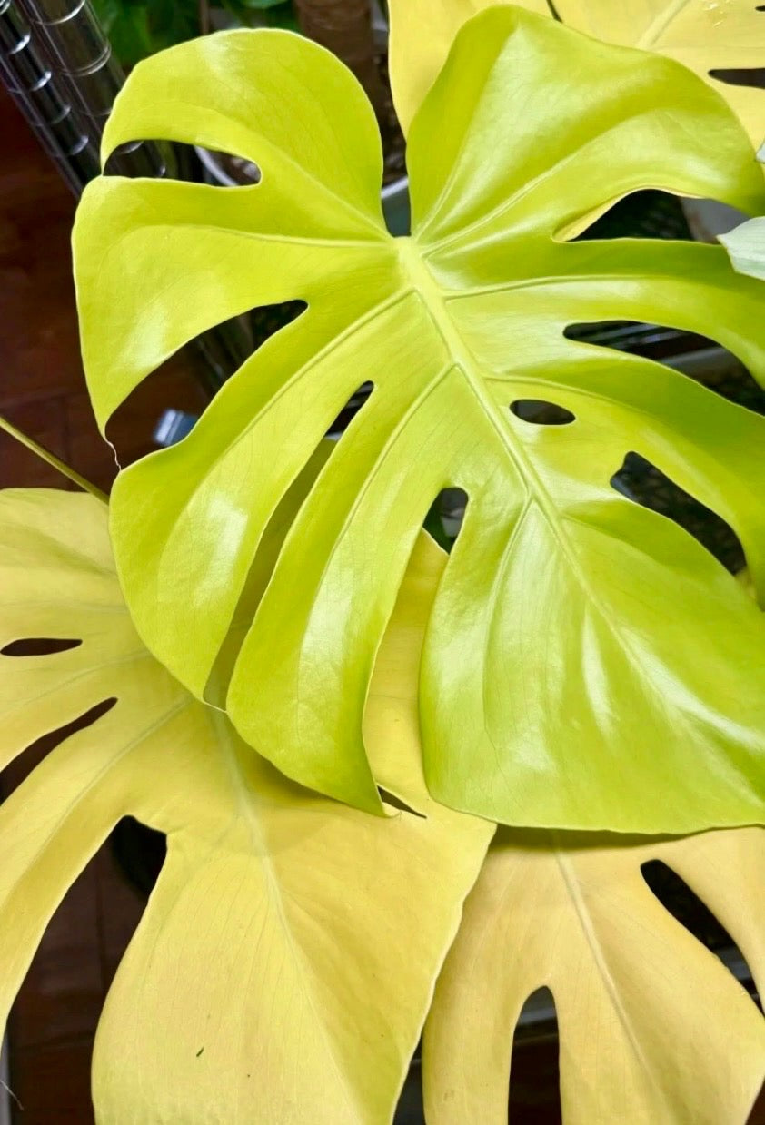 Monstera Triple Yellow Tissue Culture