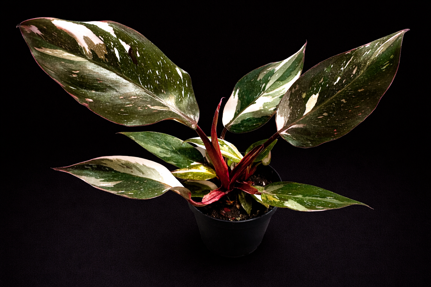 Philodendron Red Anderson