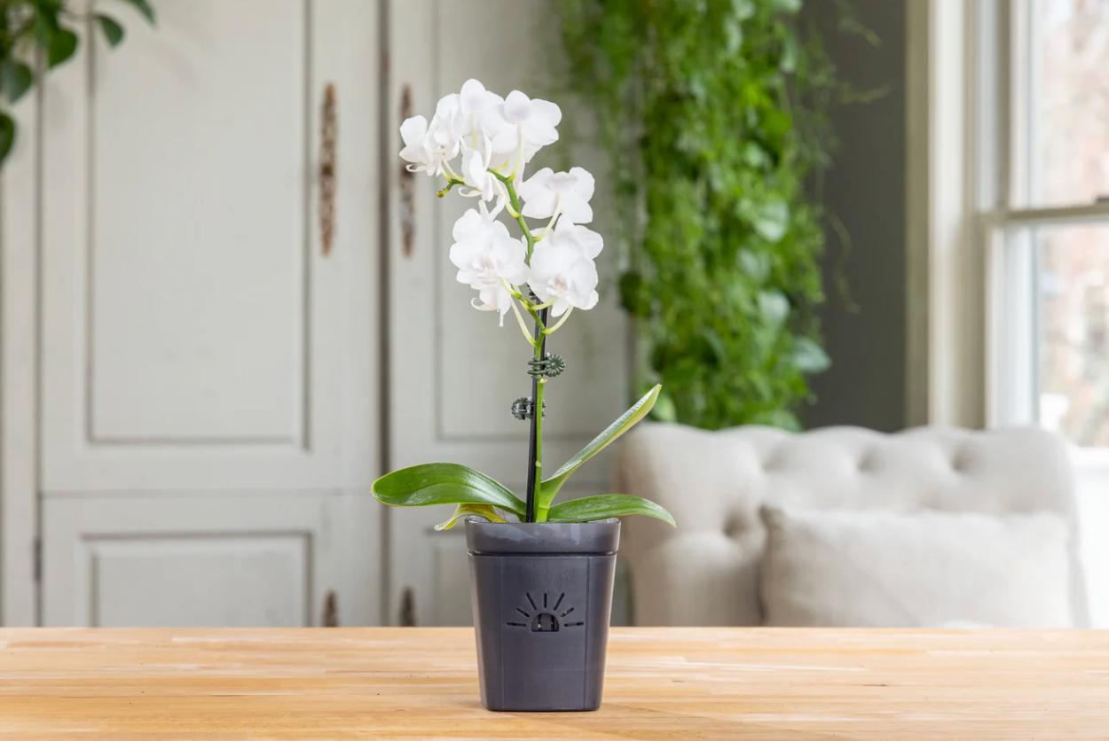 Naked Root - Clearly Earth Planter - Midnight Fog - 3"