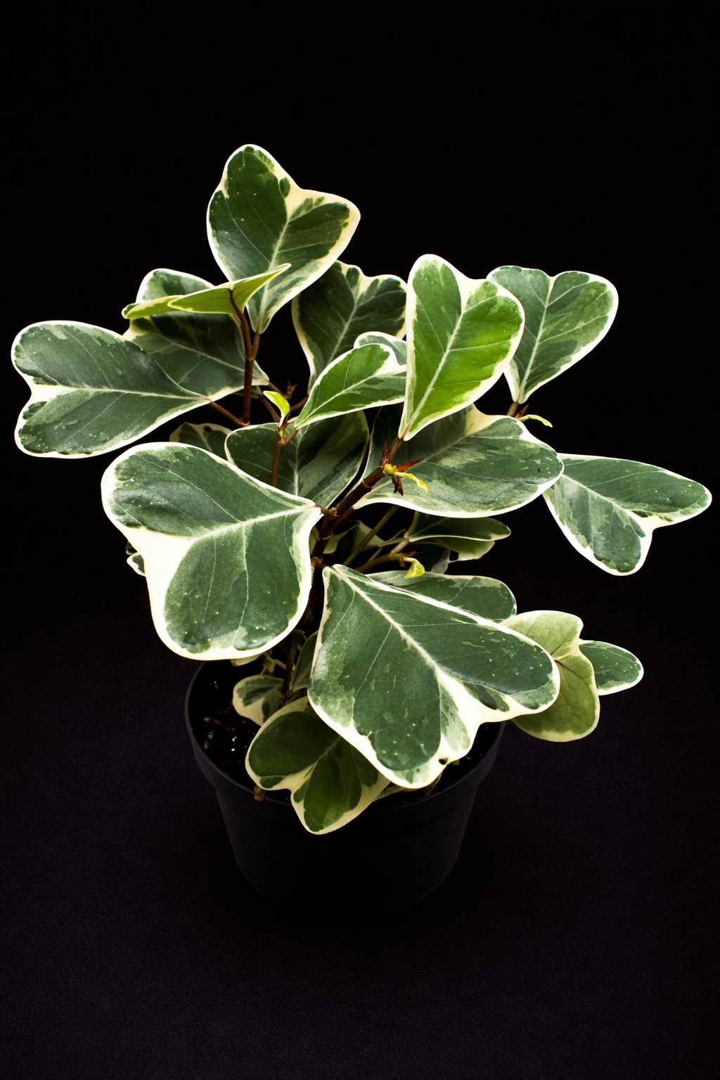 Ficus Triangularis Variegated