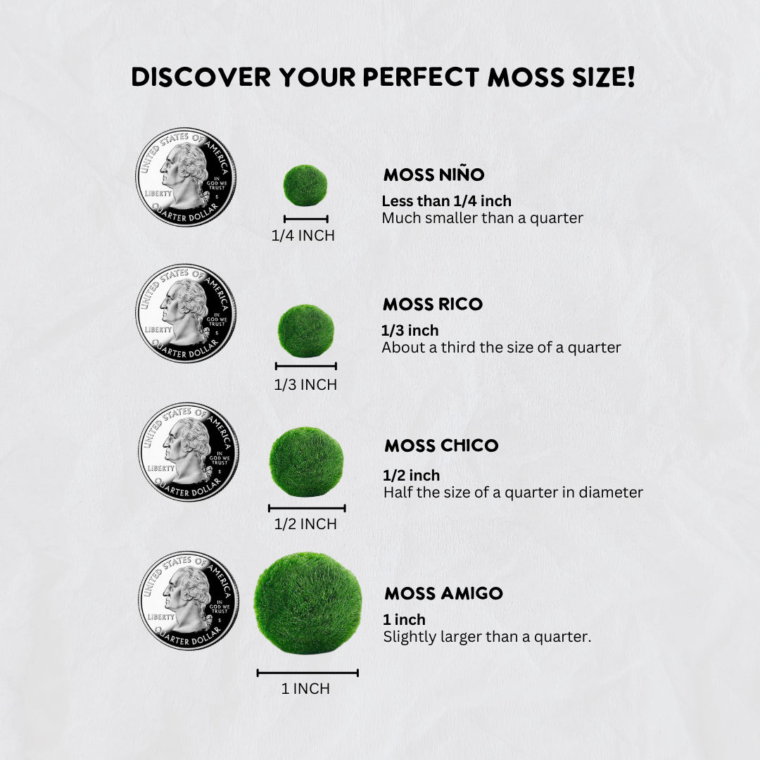 Classic Large Marimo Moss Ball Terrarium