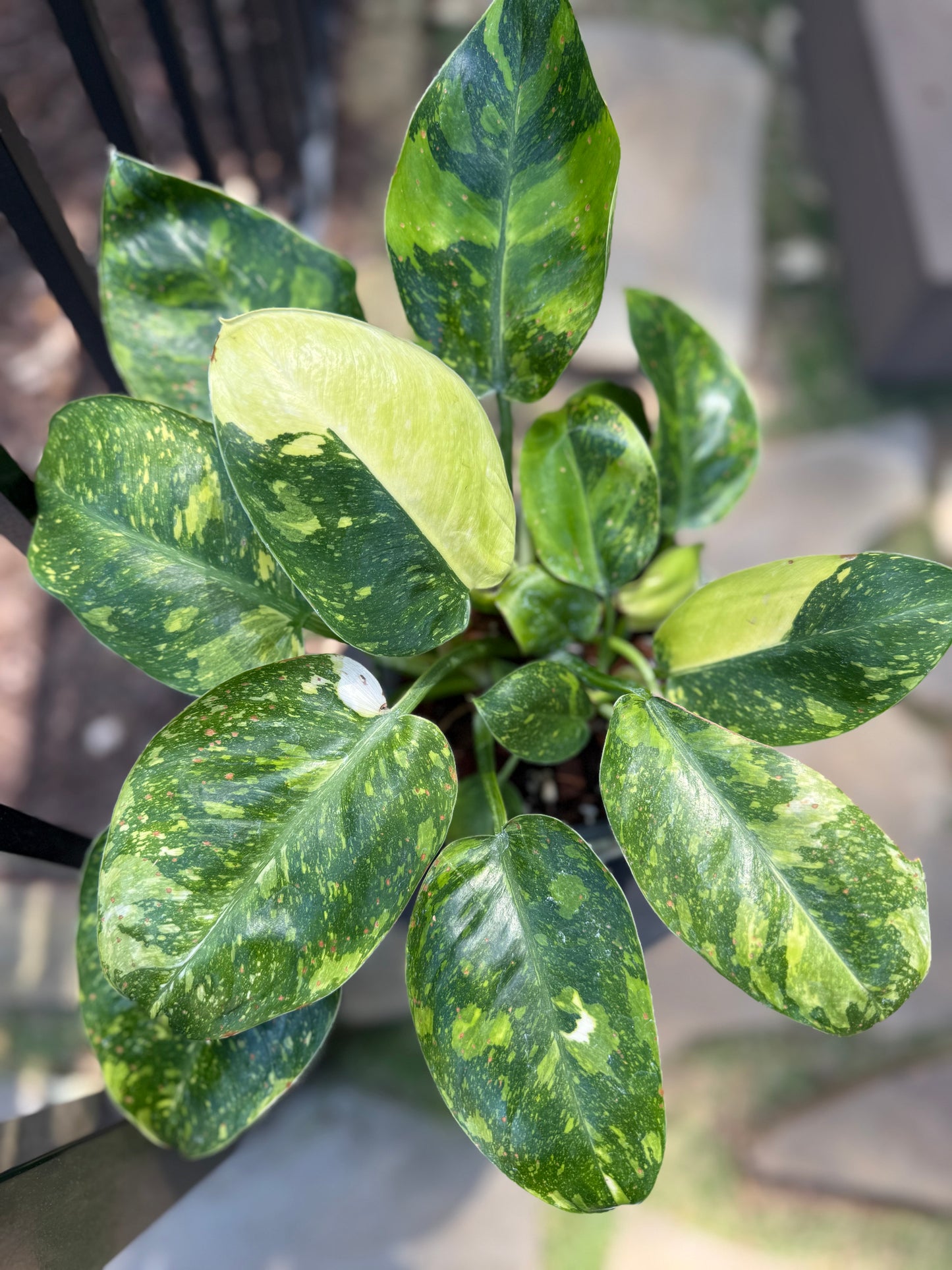 Philodendron Green Congo Nuclear