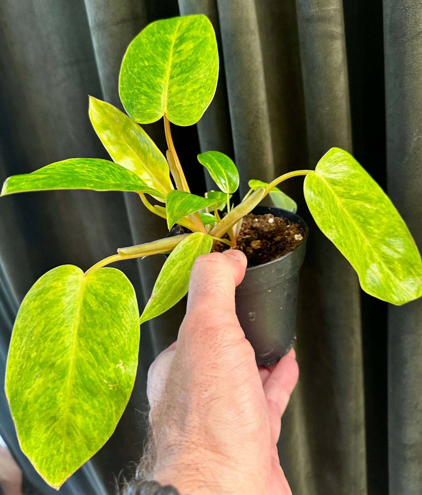 Philodendron Painted Lady