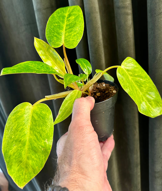 Philodendron Painted Lady