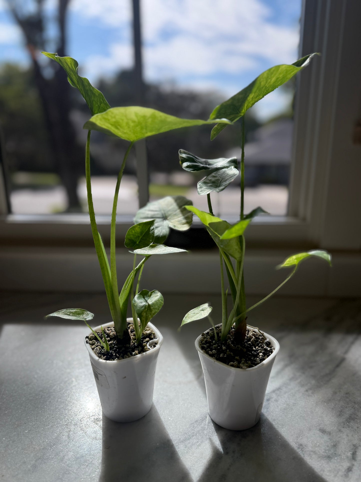 Alocasia Gageana Yellow Variegated