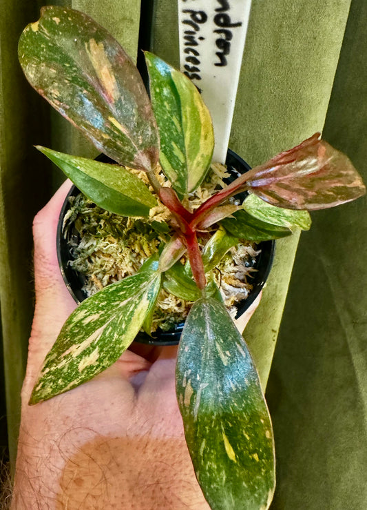 Philodendron Orange Princess Galaxy