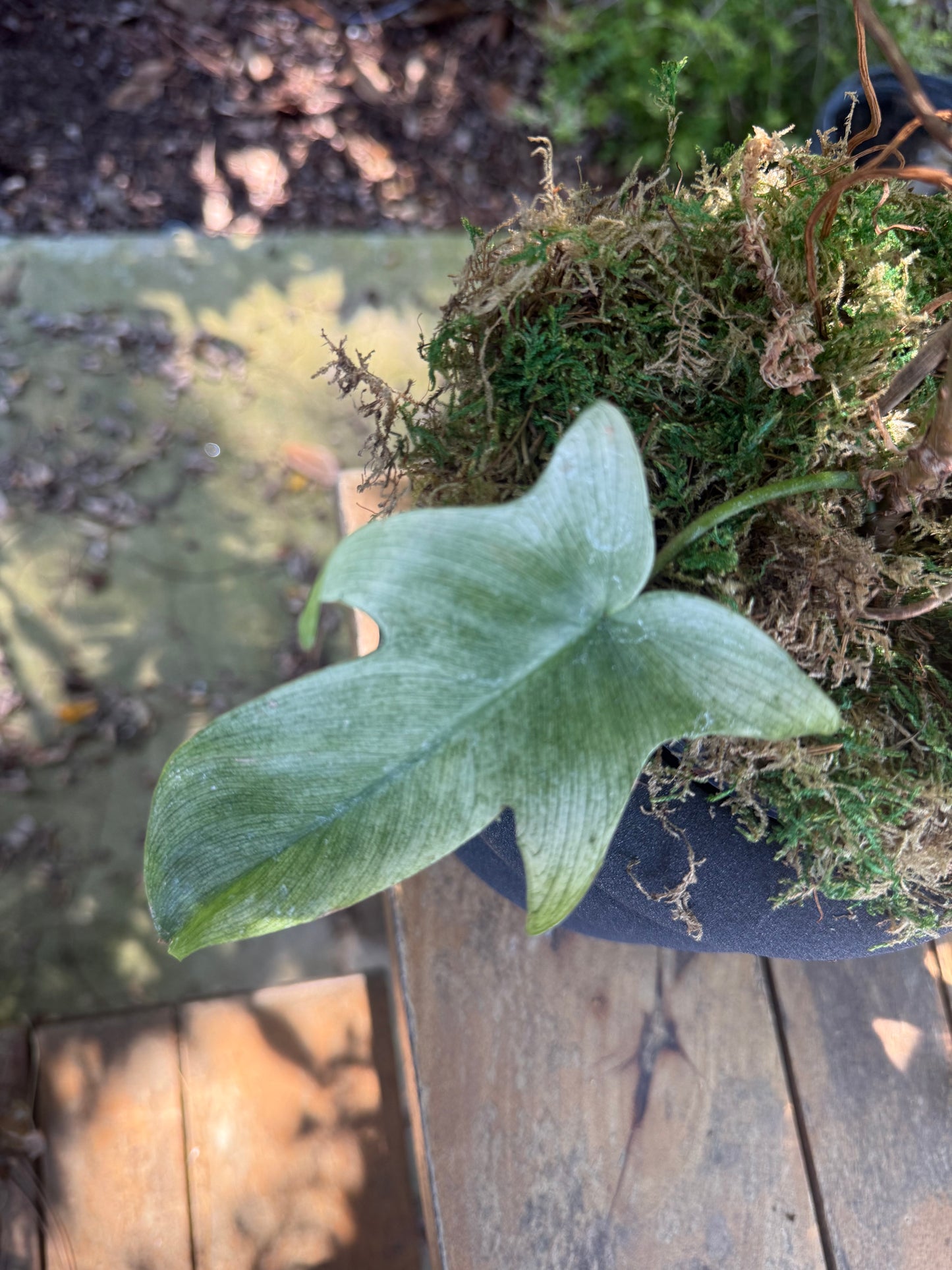 Philodendron Florida Ghost