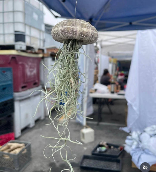 Jellyfish Spanish Moss Airplant