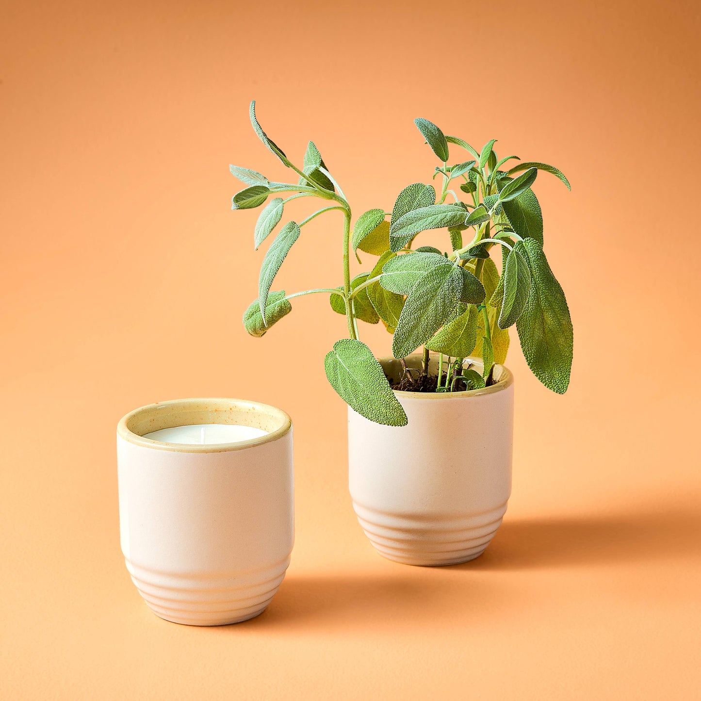 Garden Vibes Candle/Planter 2-in-1: Golden Moments - Sage