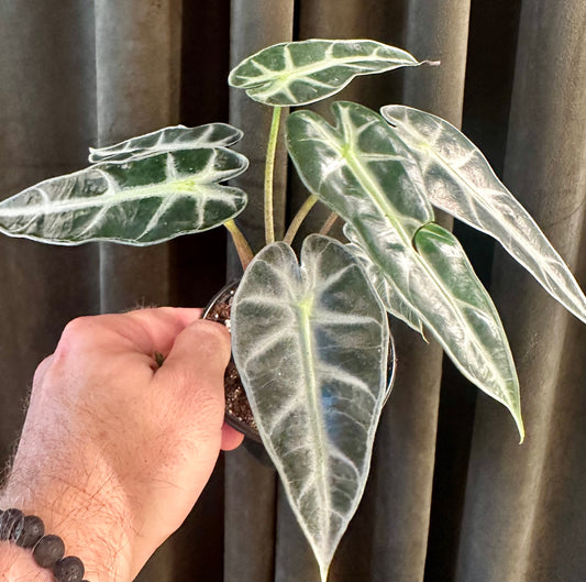 Alocasia Bambino