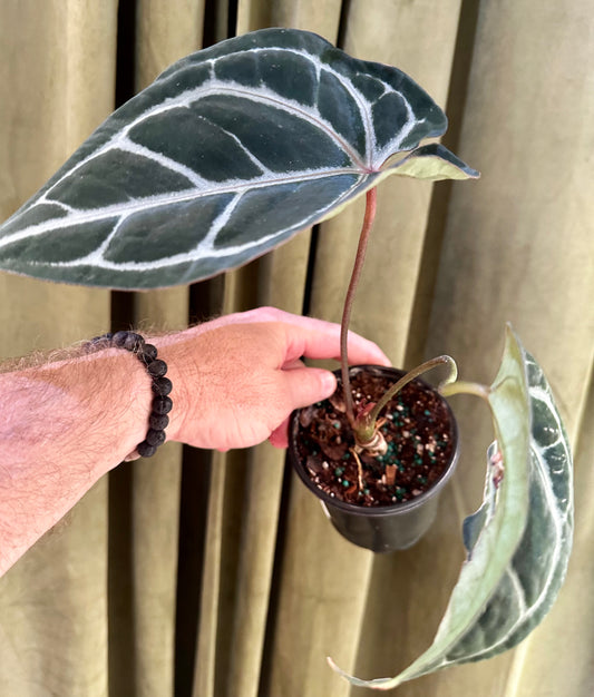 Anthurium Michelle X RVDP (Red Vein Dark Phoenix)
