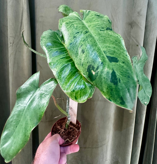 Philodendron Paraiso Verde Variegated
