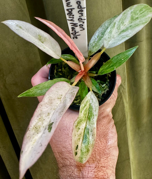 Philodendron Strawberry Marble
