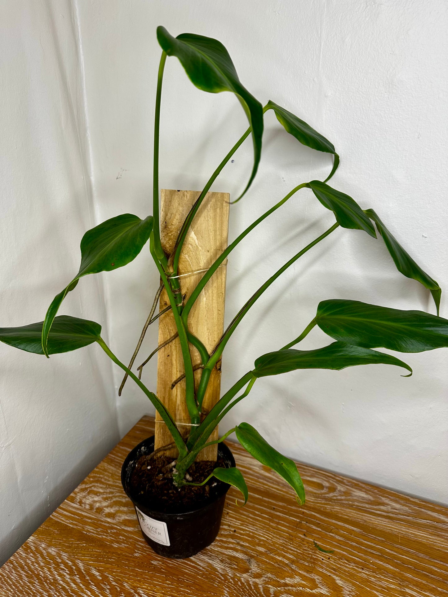 Monstera Burle Marx Flame