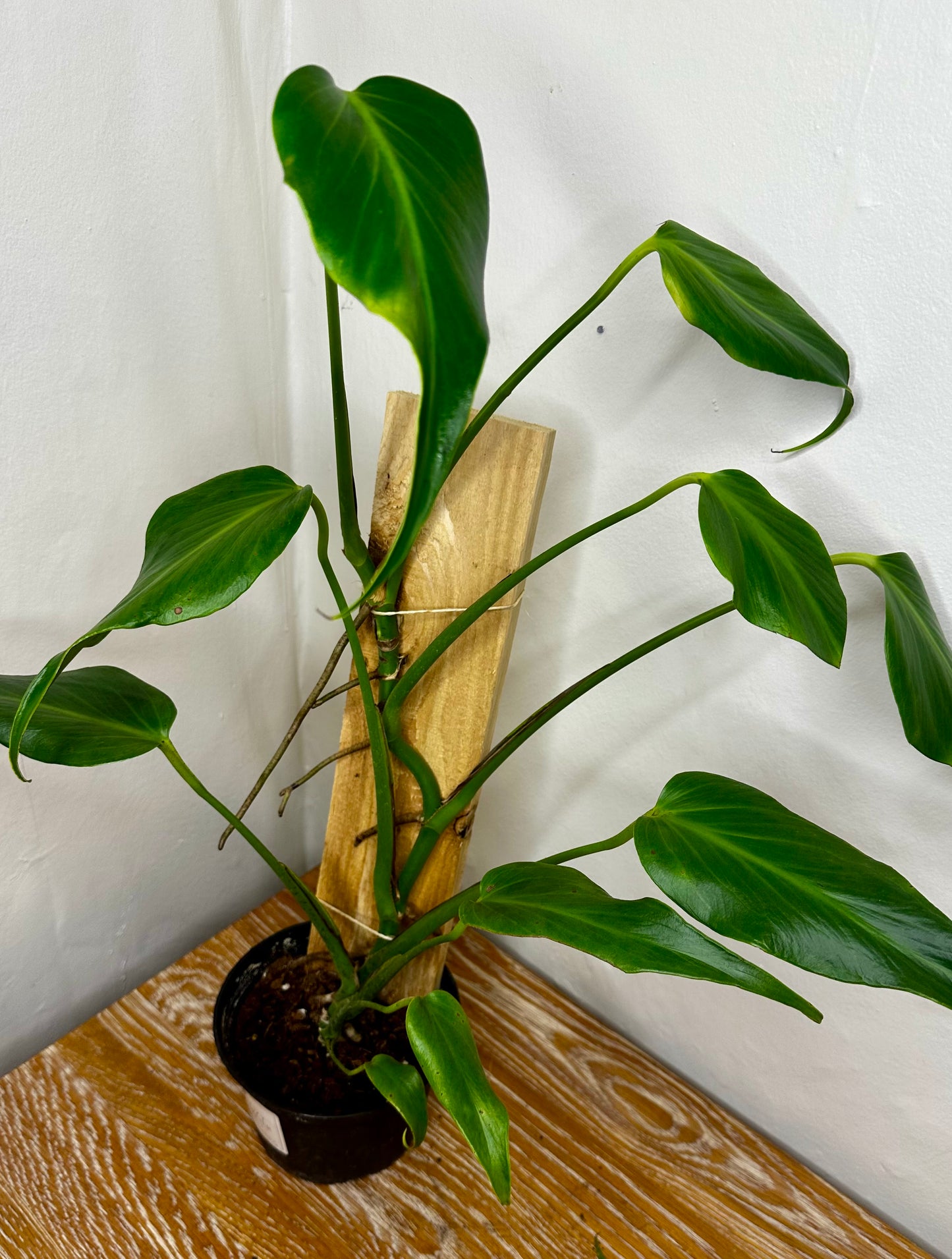Monstera Burle Marx Flame