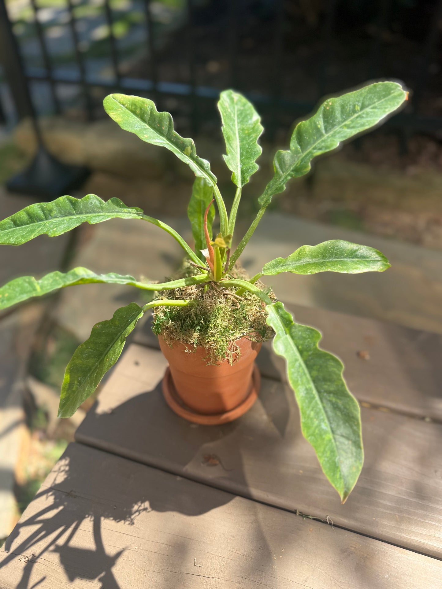 Philodendron Ring of Fire