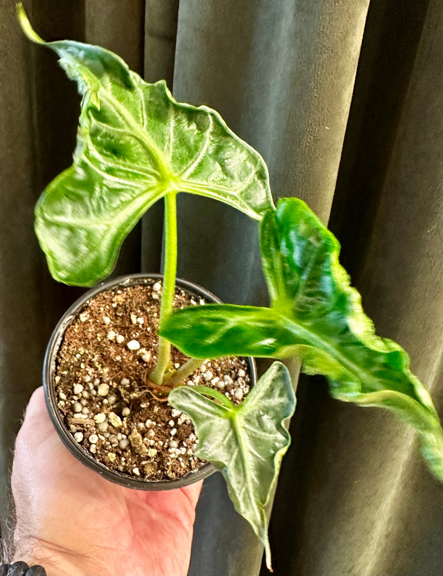 Alocasia Loco