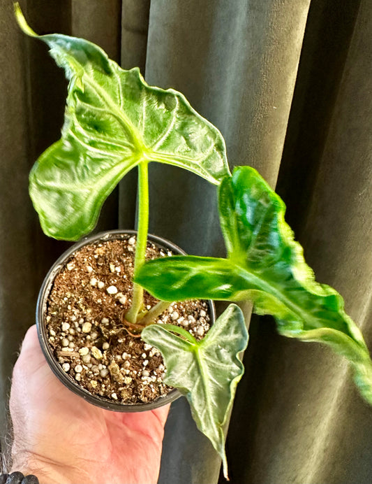 Alocasia Loco