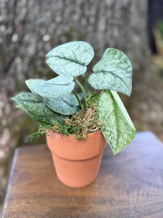 Scindapsus Silver Cloud