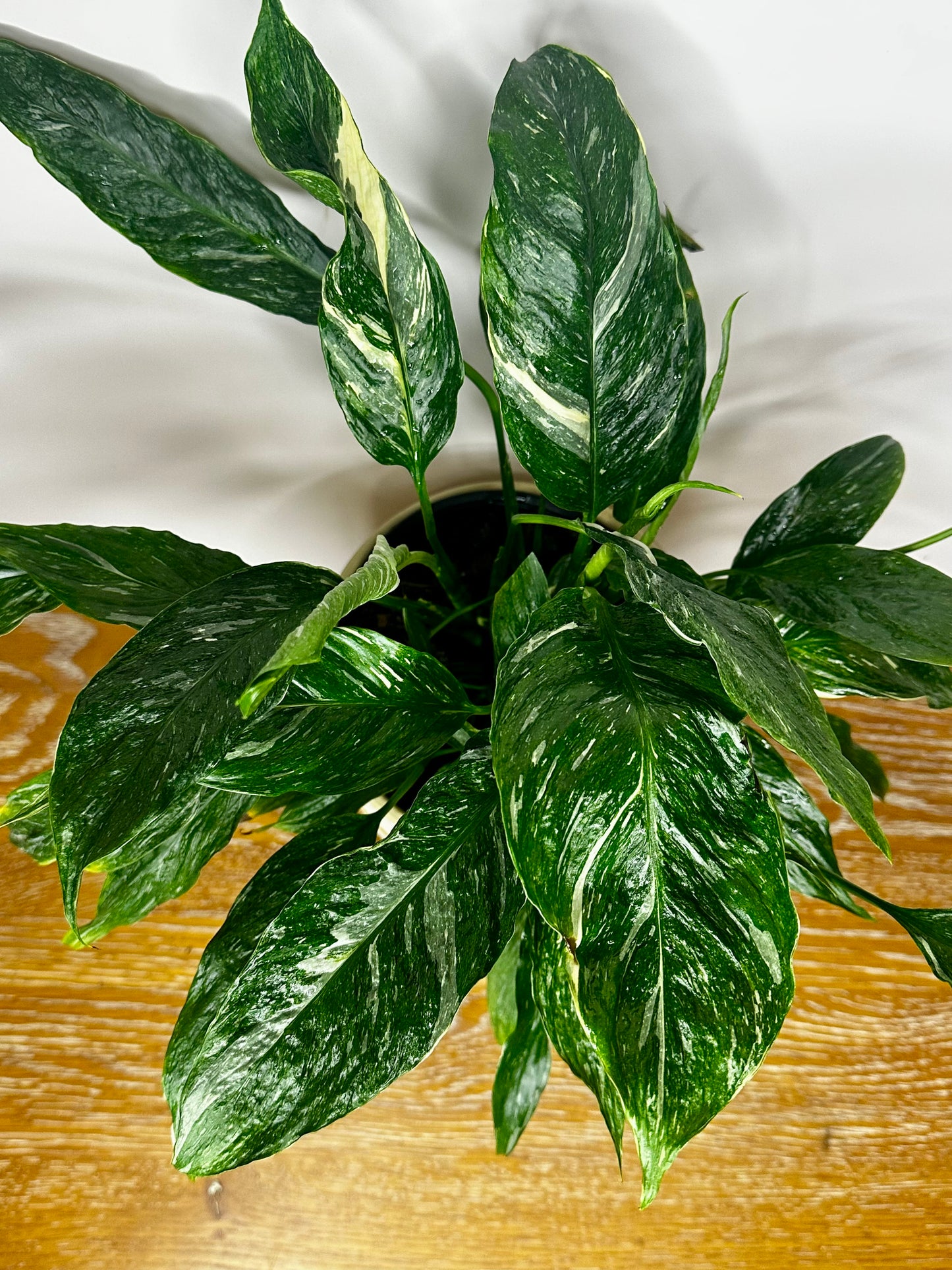 Spathiphyllum Sensation