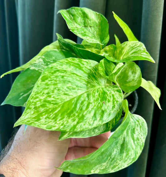 Pothos Marble Queen