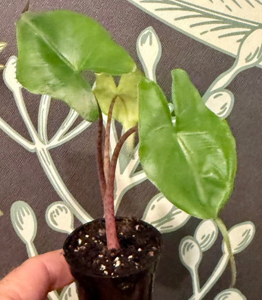 Alocasia Stingray