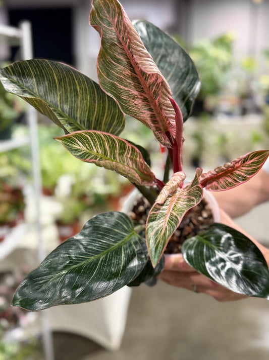 Philodendron Pink Birkin