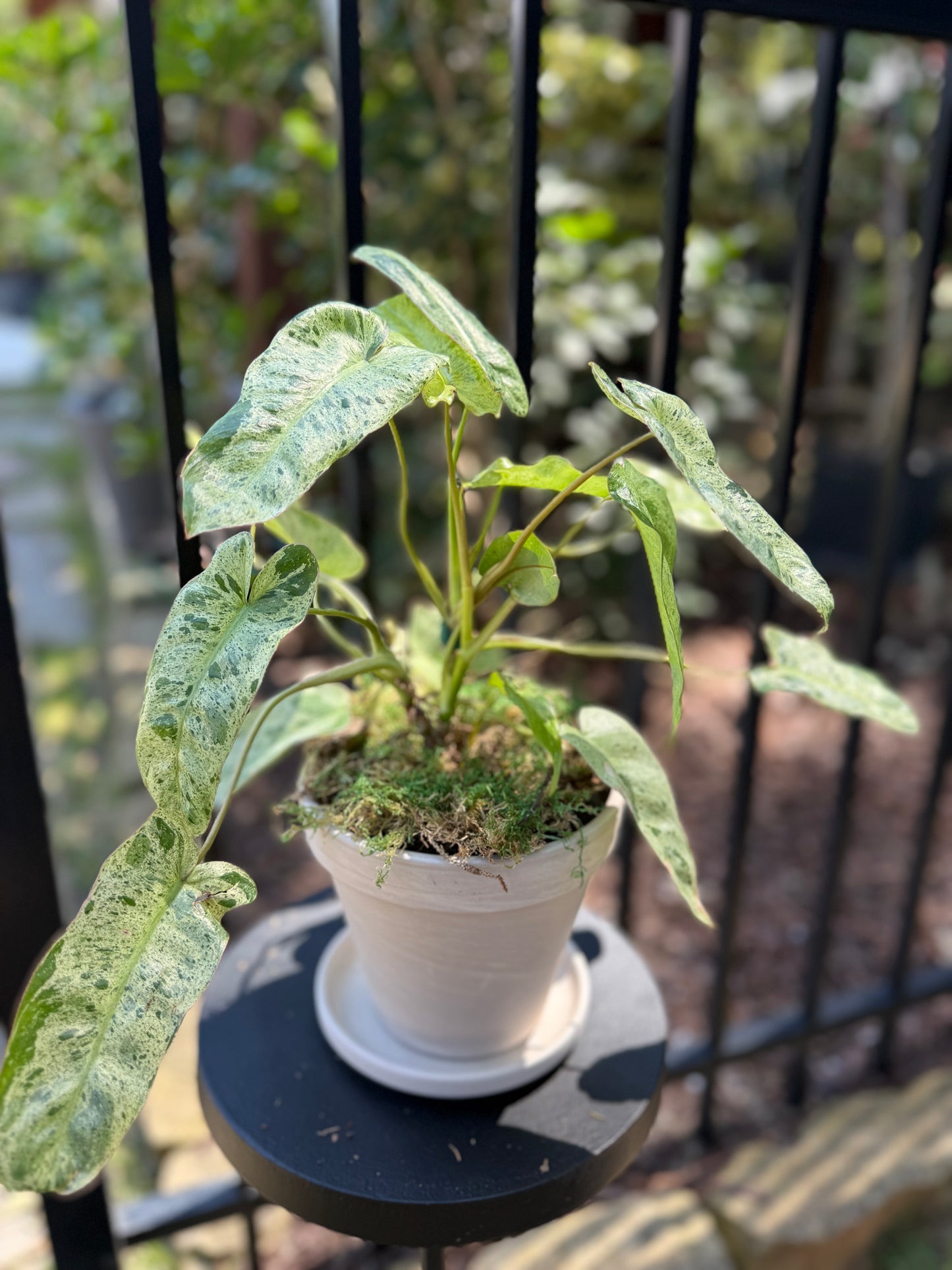 Philodendron Paraiso Verde Variegated on Moss Pole