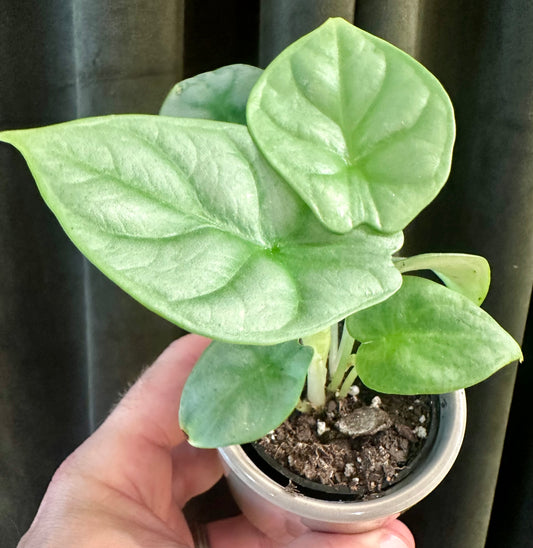 Alocasia Silver Dragon