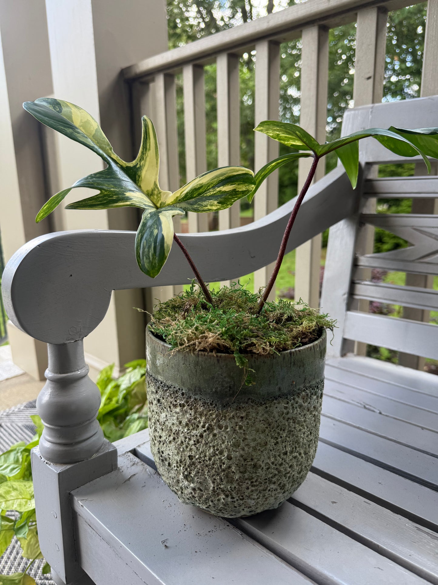 Philodendron Florida Beauty