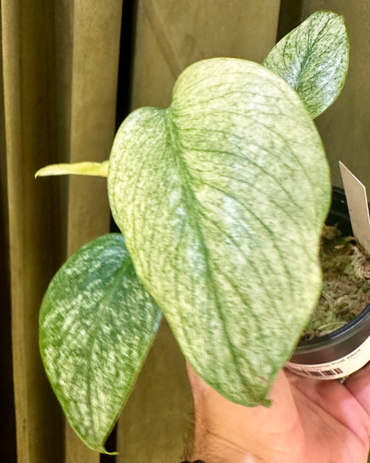 Monstera Borsigiana Full Mint