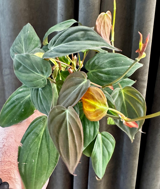 Philodendron Micans