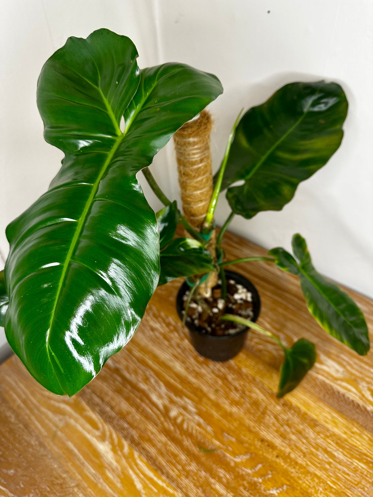 Philodendron Green Congo x Squam Reverted on Moss Pole
